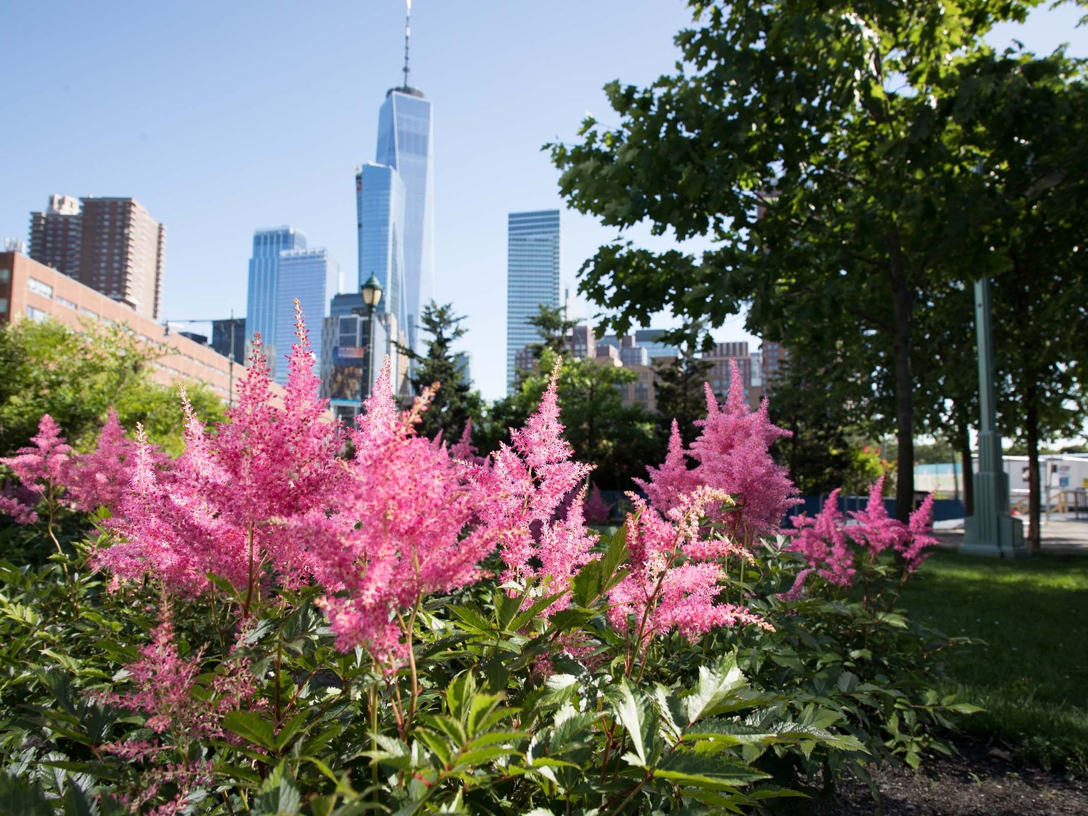 Hudson River Park Naturalist Walk